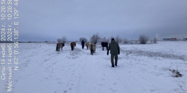 Дьэллик ыттары ... дьэллик сылгылар солбуйаллар